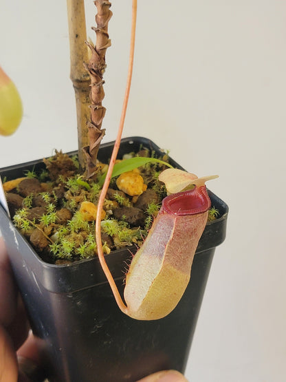 Nepenthes sibuyanensis BCP