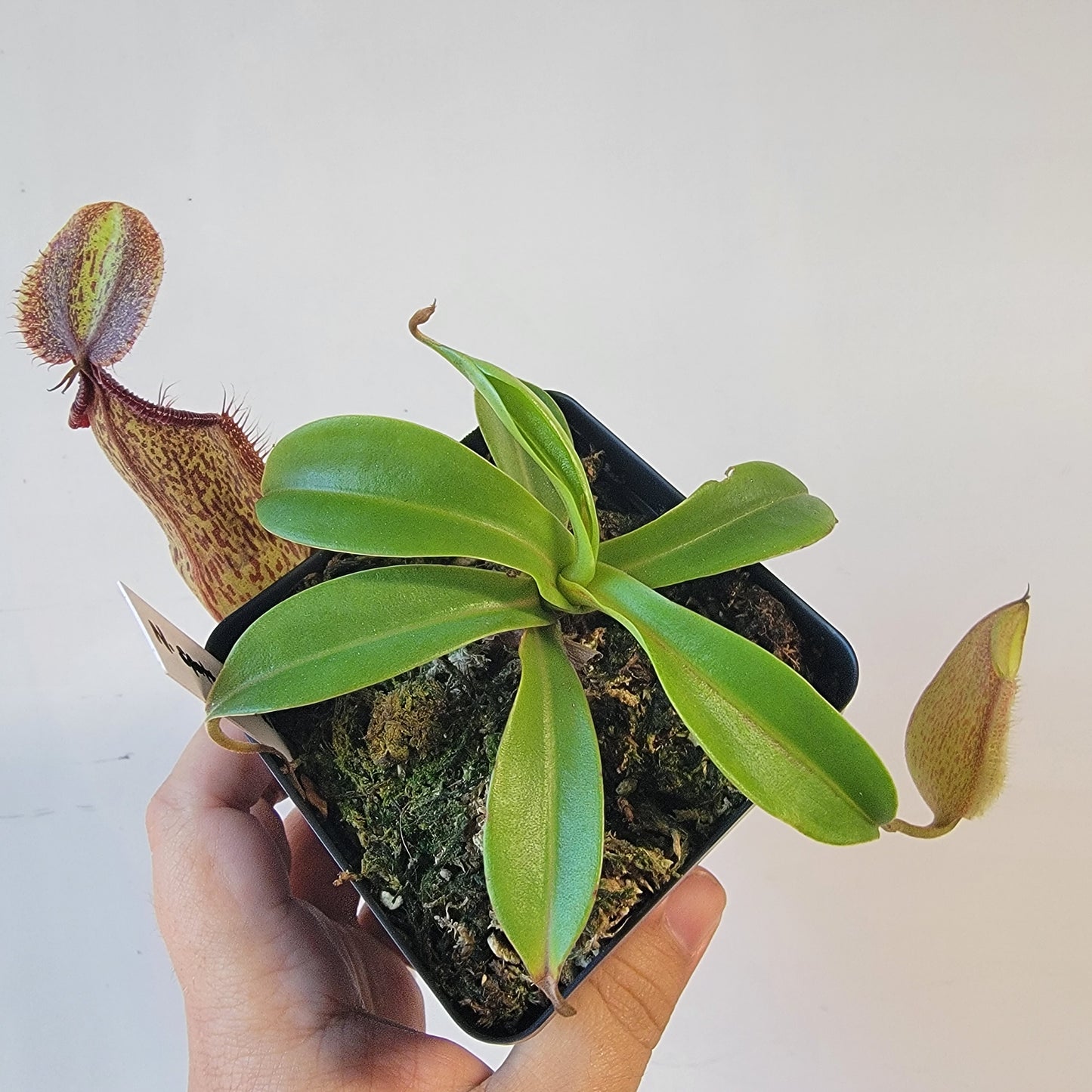 Nepenthes spathulata x hamata 'Tambusisi' BE
