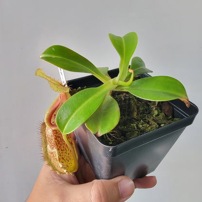 Nepenthes robcantleyi x hamata BE