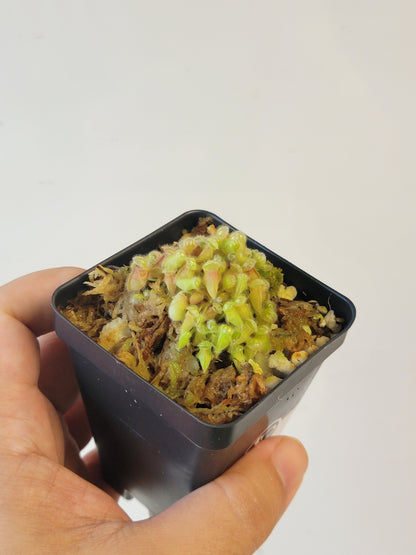 Cephalotus follicularis BCP