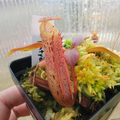 Nepenthes veitchii x platychila BE