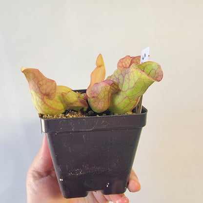 Sarracenia purpurea ssp. venosa 4"