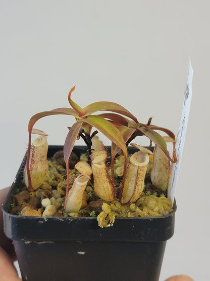 Nepenthes ulukaliana BCP