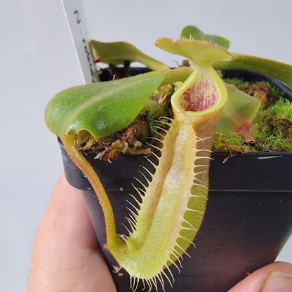 Nepenthes robcantleyi x veitchii 'Sungai Samba' BE