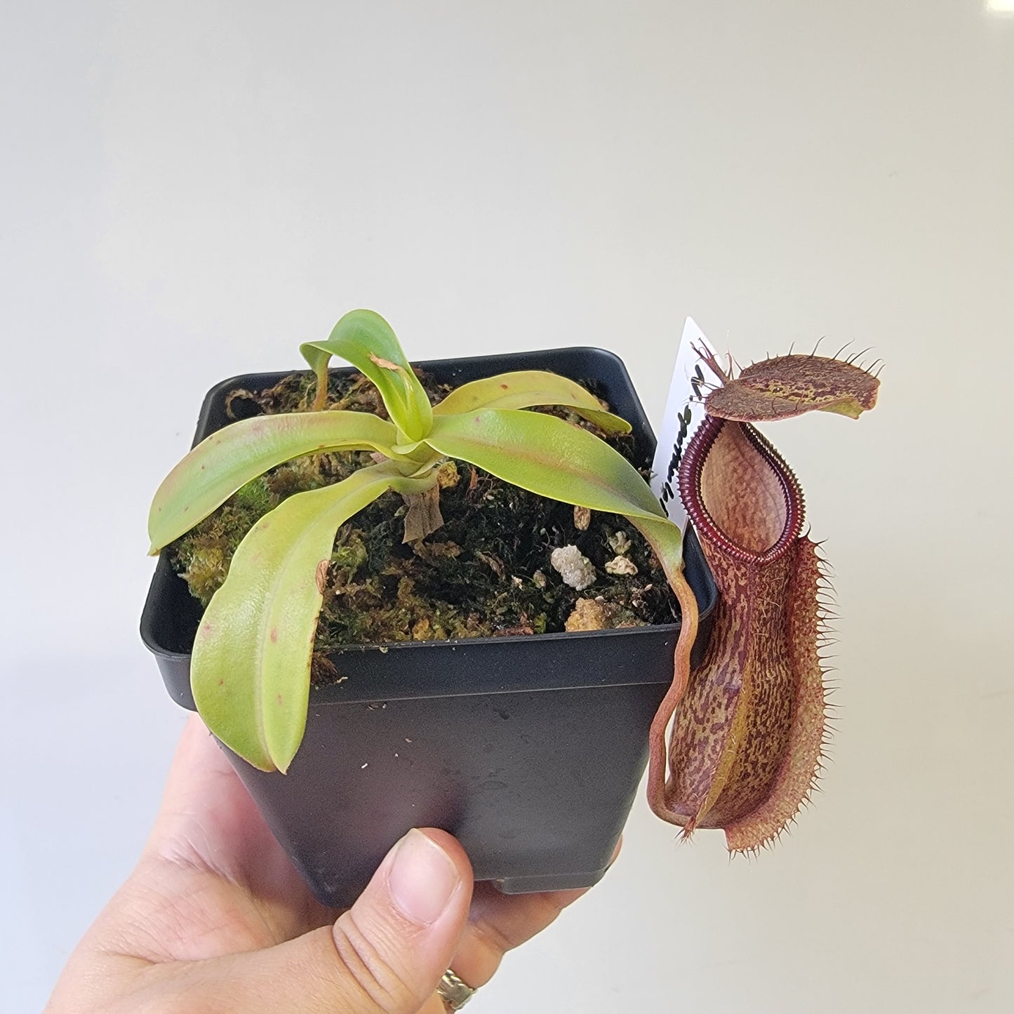 Nepenthes spathulata x hamata 'Tambusisi' BE