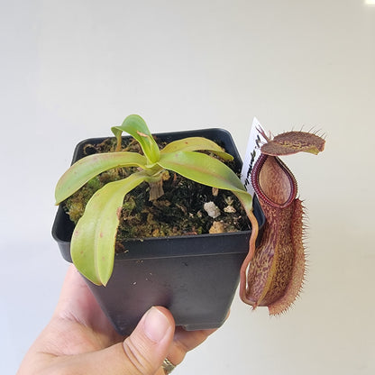 Nepenthes spathulata x hamata 'Tambusisi' BE