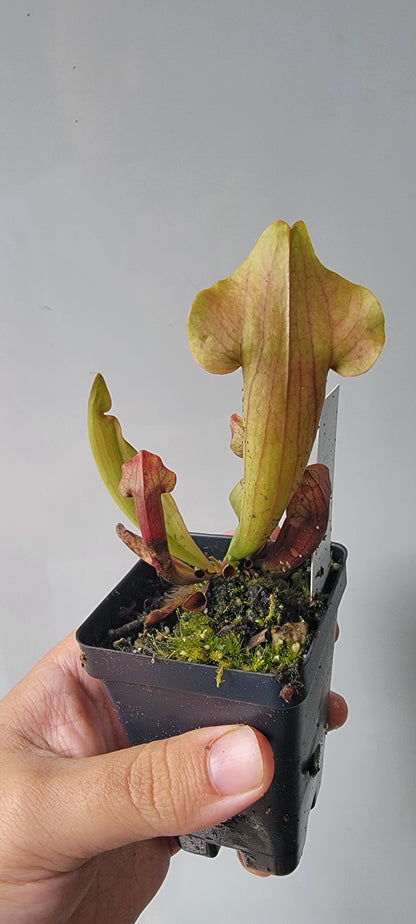 Sarracenia "Maroon"