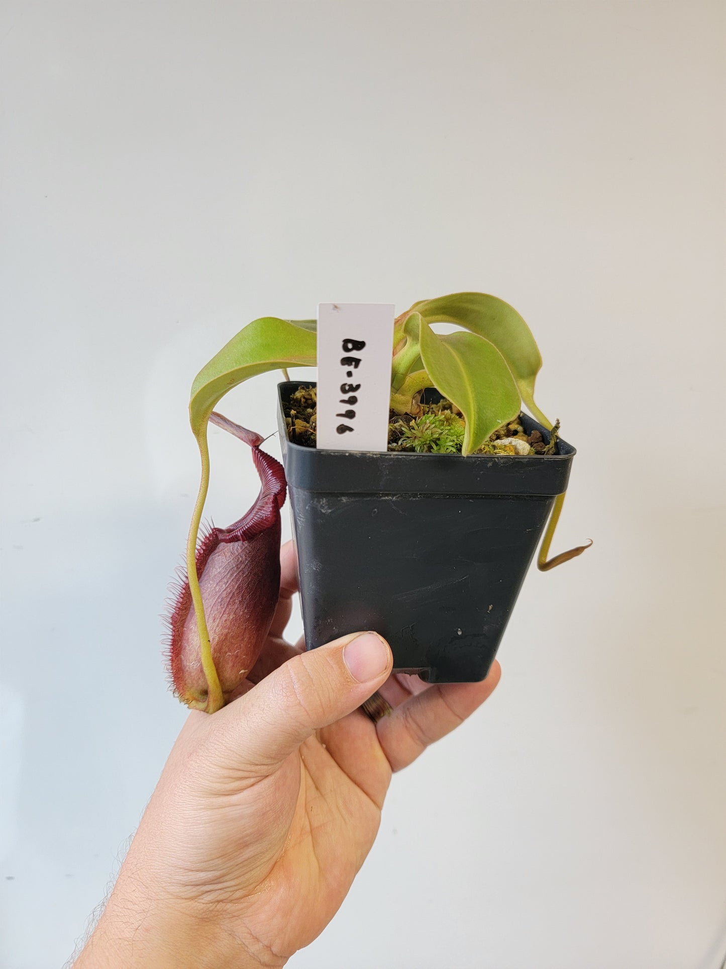 Nepenthes robcantleyi x ovata BE