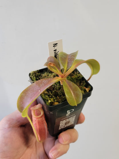 Nepenthes villosa x veitchii (gold peristome) BE
