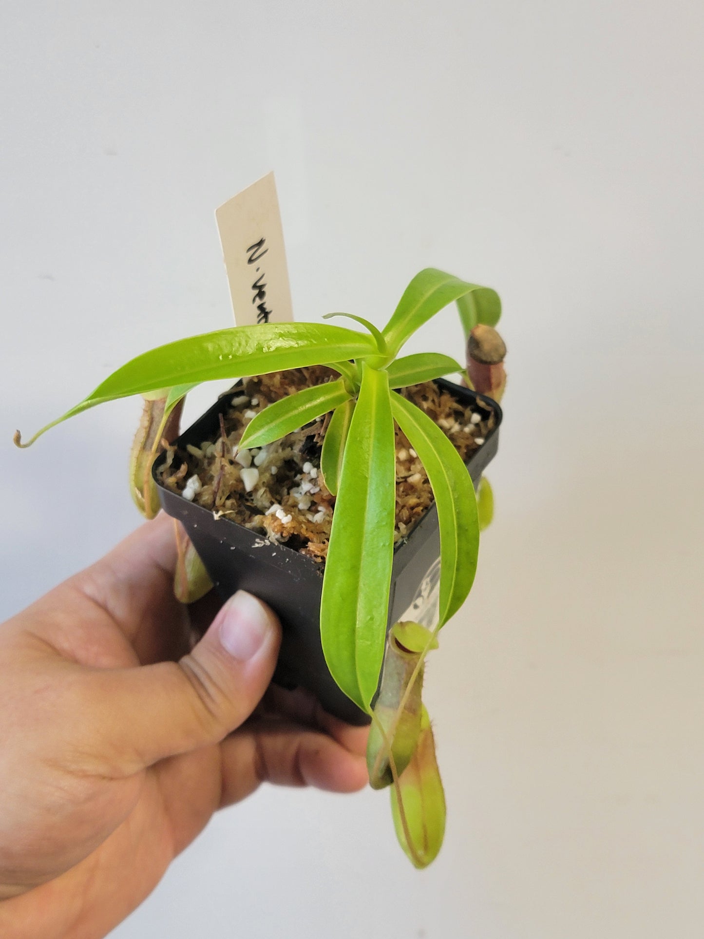 Nepenthes ventricosa 'Madja-as' BE