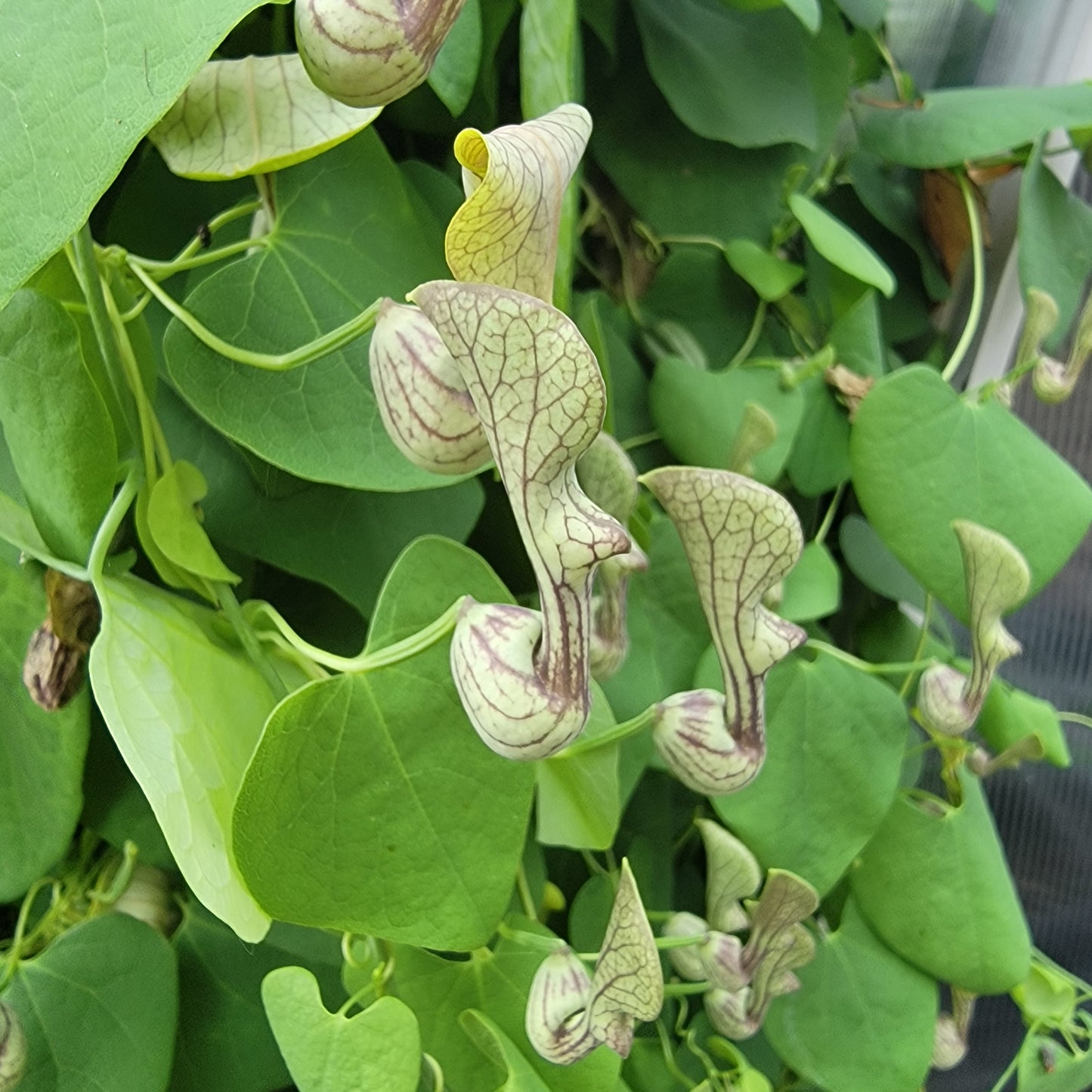 Aristolochia argentina