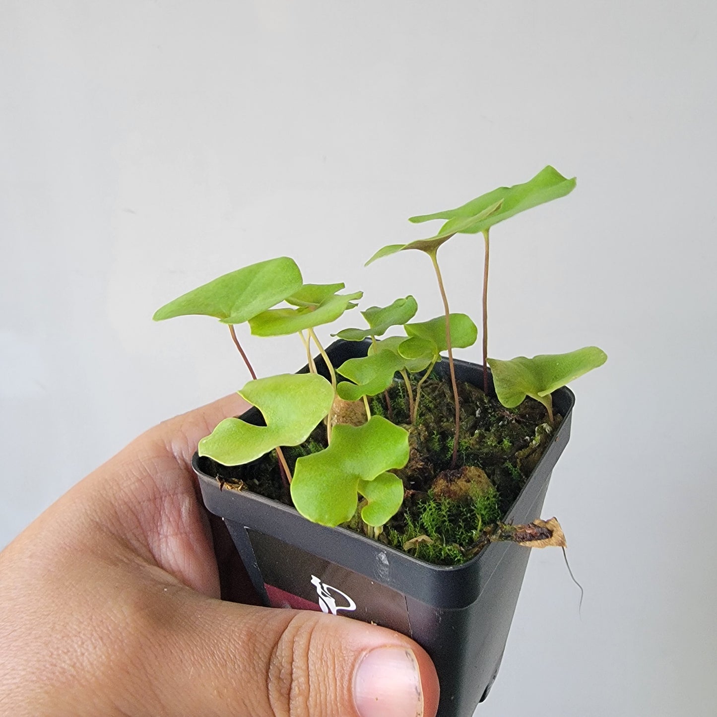 Utricularia reniformis