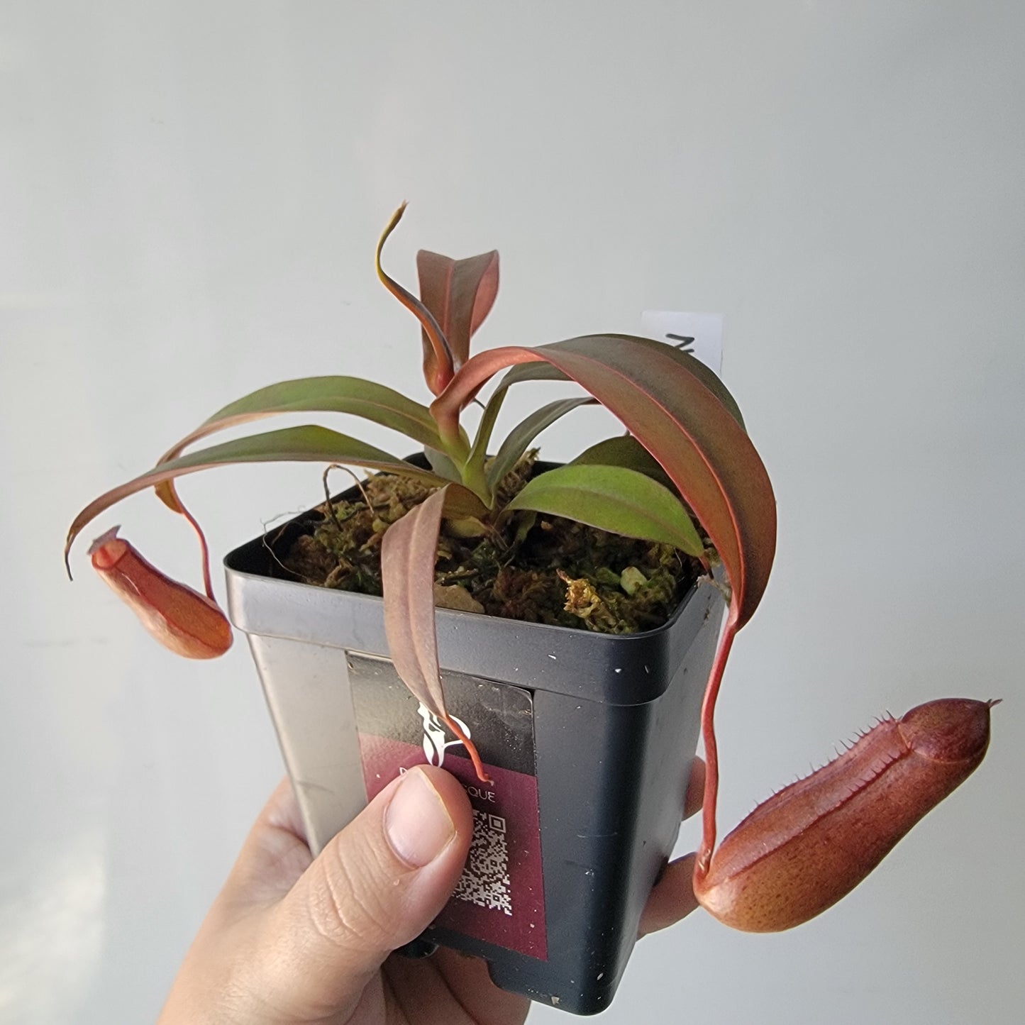 Nepenthes "Rebecca Soper"