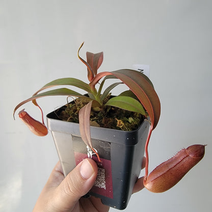 Nepenthes "Rebecca Soper"