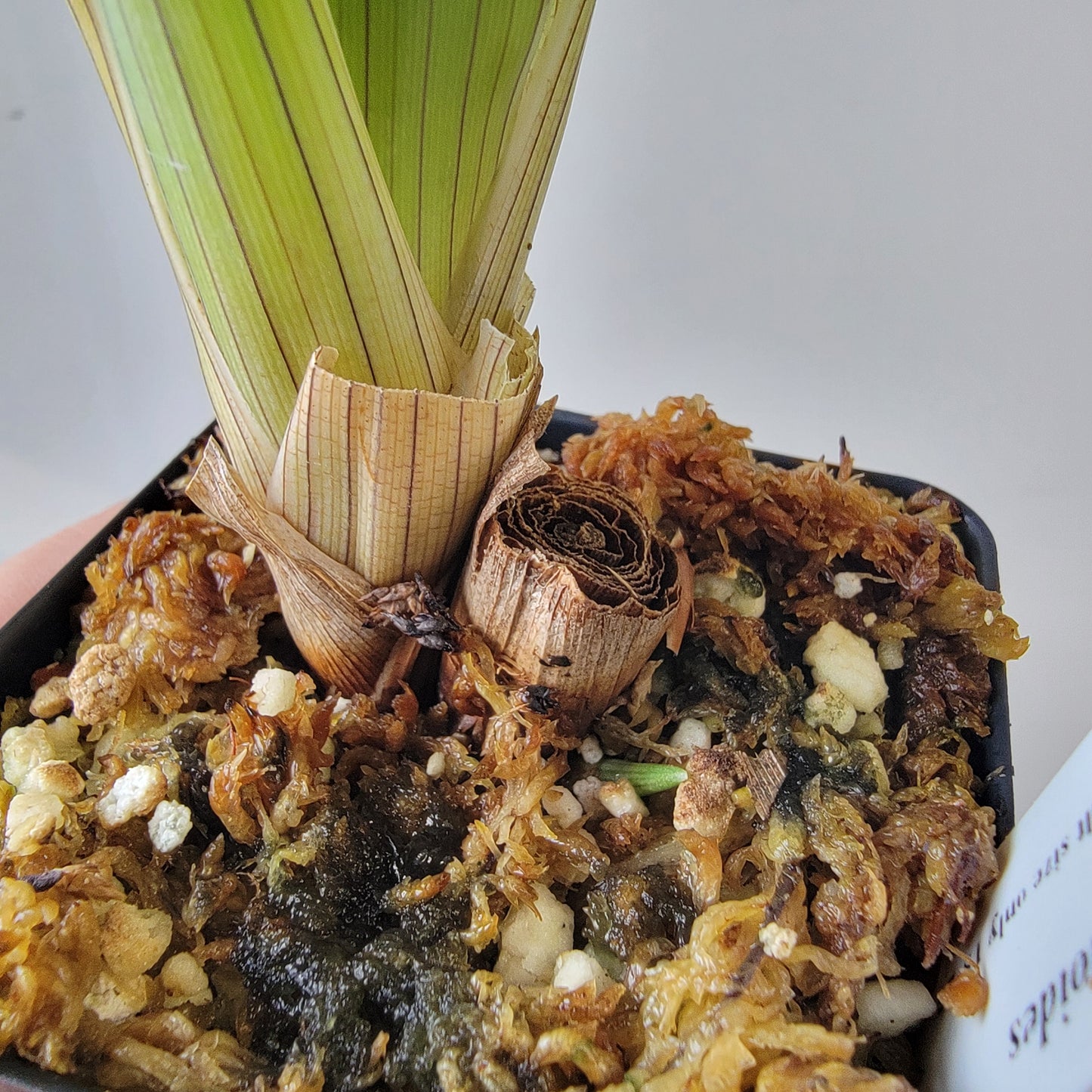 Brocchinia hechtioides (pygmy form) BCP
