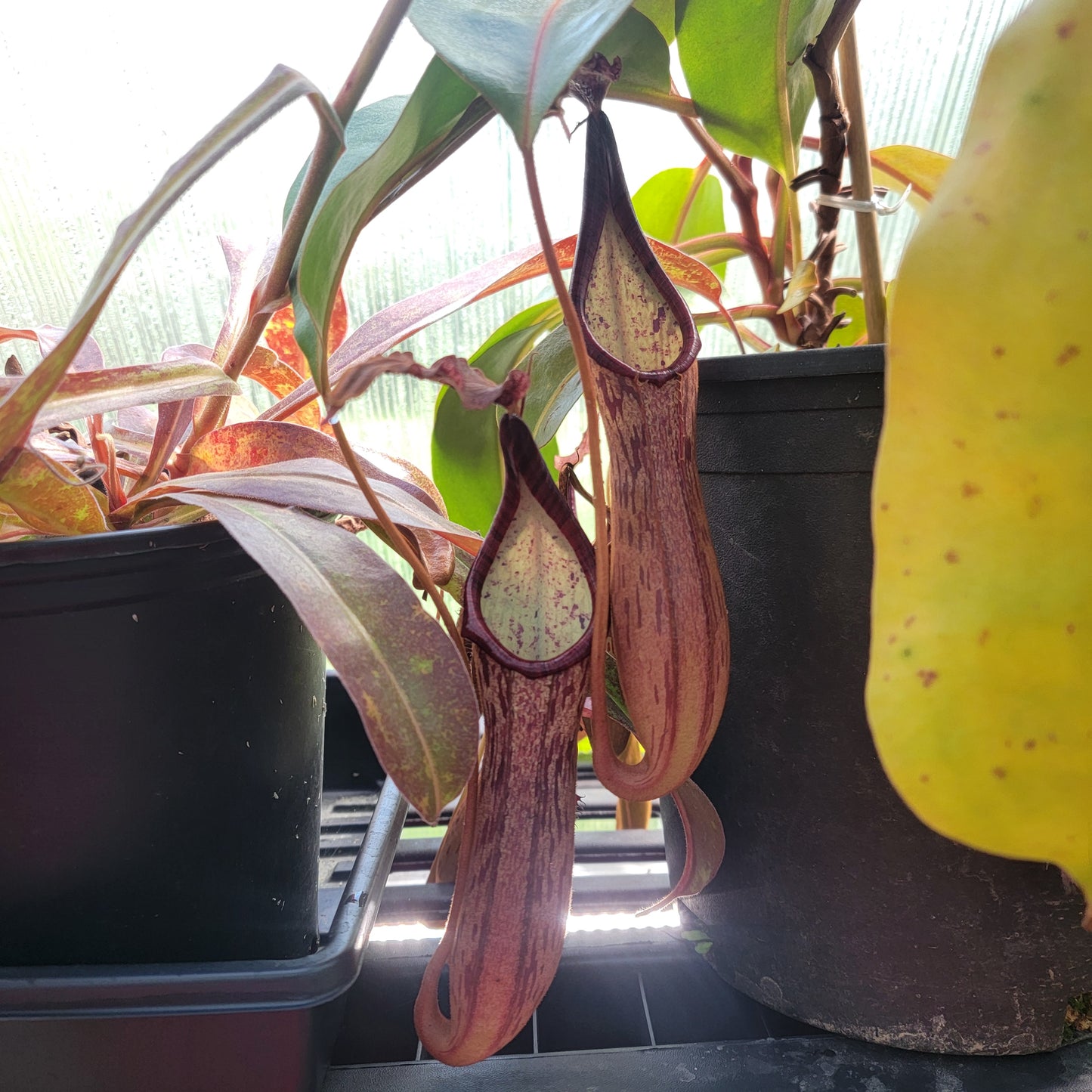 Nepenthes dactylifera BE