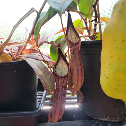 Nepenthes dactylifera BE