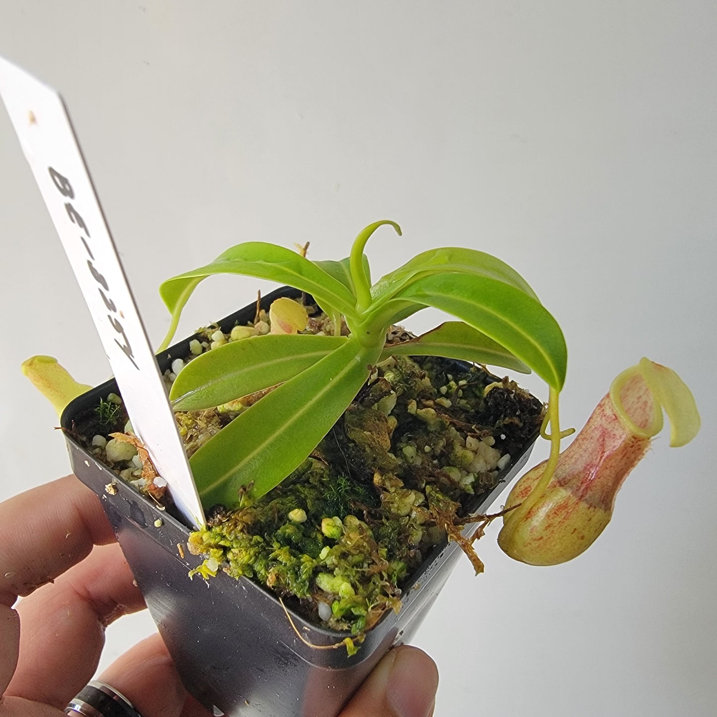 Nepenthes burkei BE
