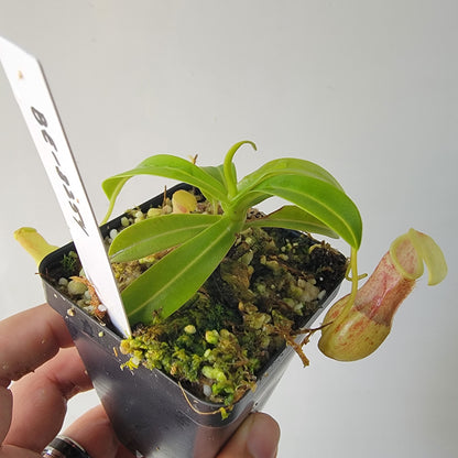 Nepenthes burkei BE