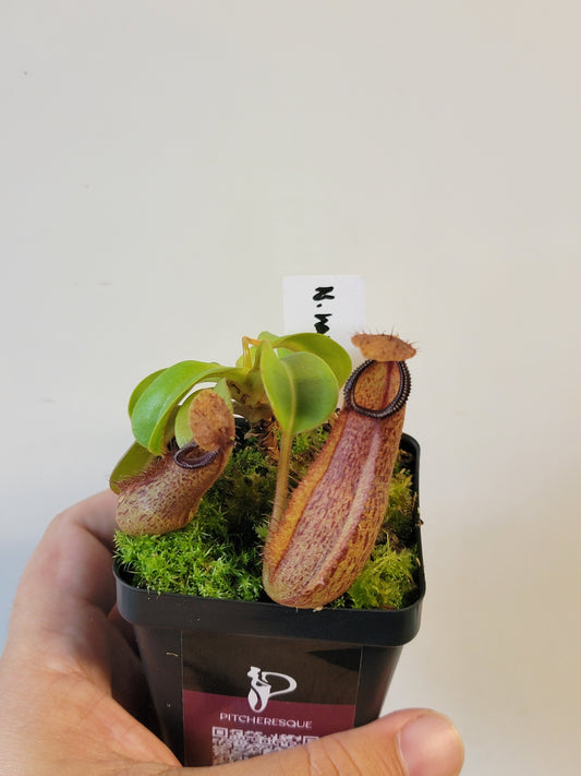 Nepenthes hamata x truncata BE