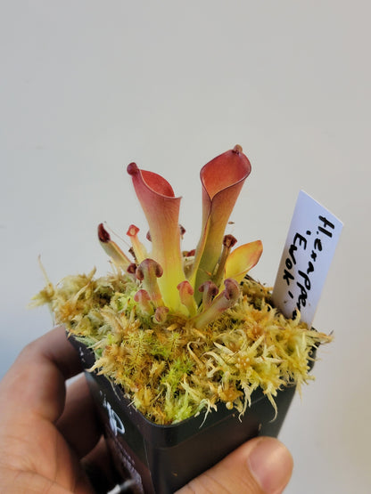 Heliamphora exappendiculata "Ewok" AW
