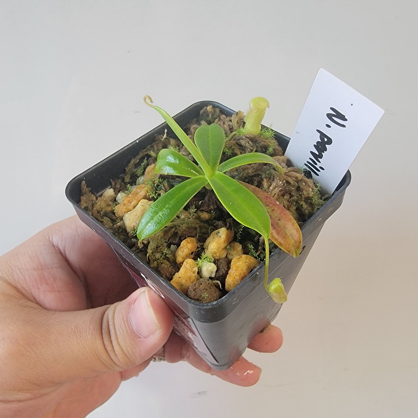 Nepenthes pervillei BCP