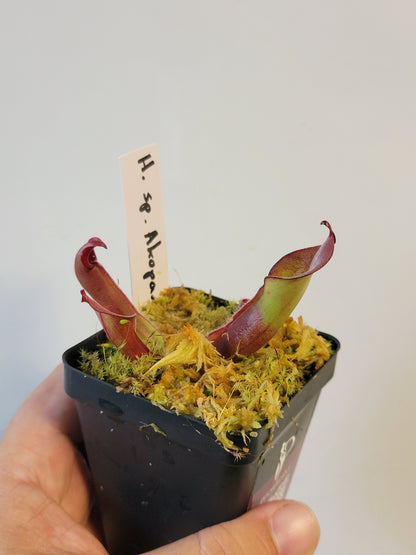 Heliamphora sp. Akopan BCP