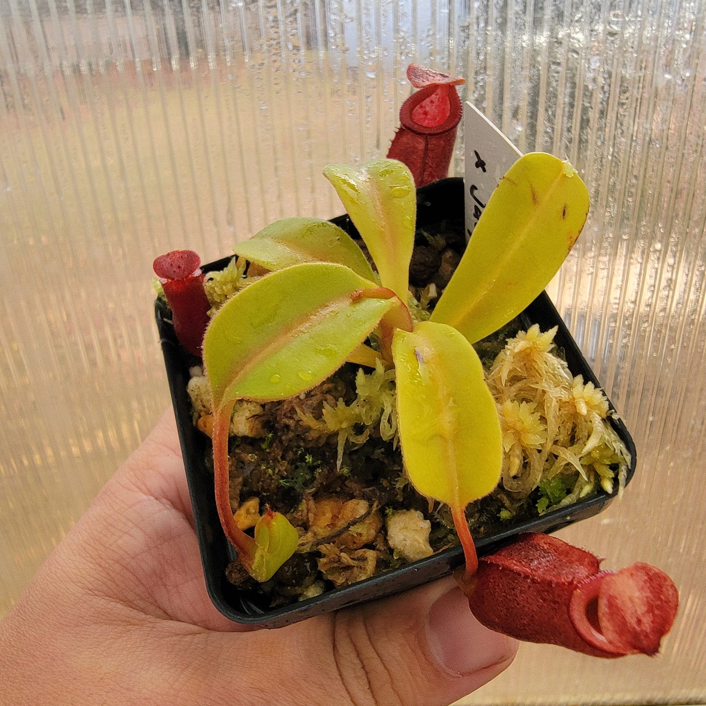 Nepenthes robcantleyi x jacquelineae BE