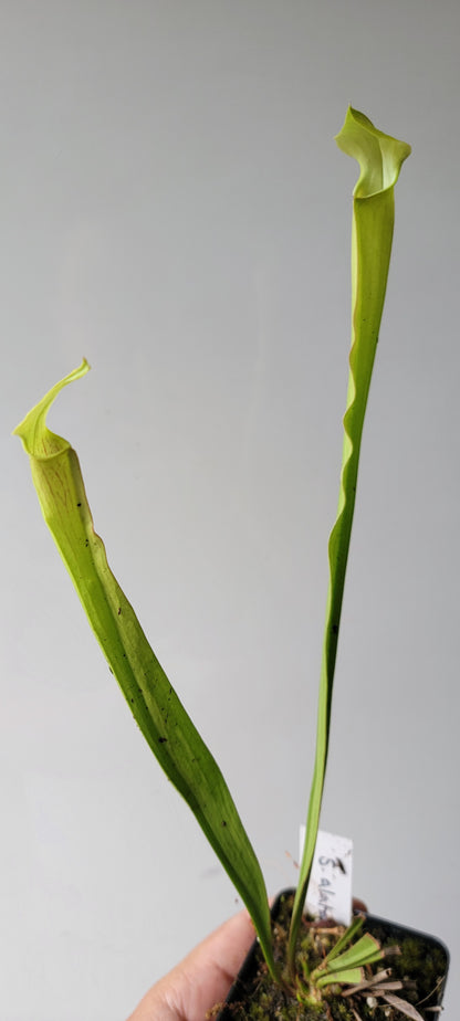 Sarracenia alata