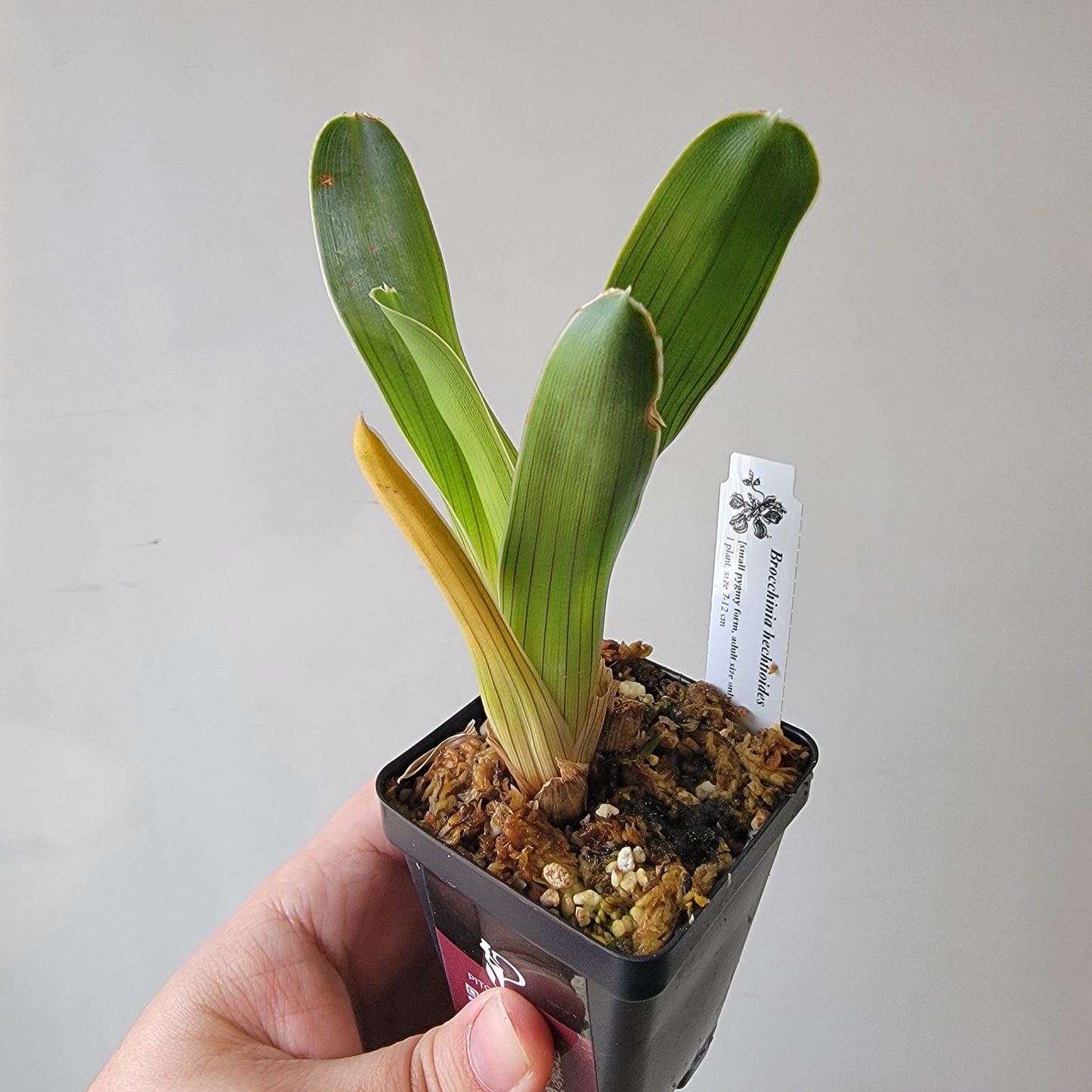 Brocchinia hechtioides (pygmy form) BCP