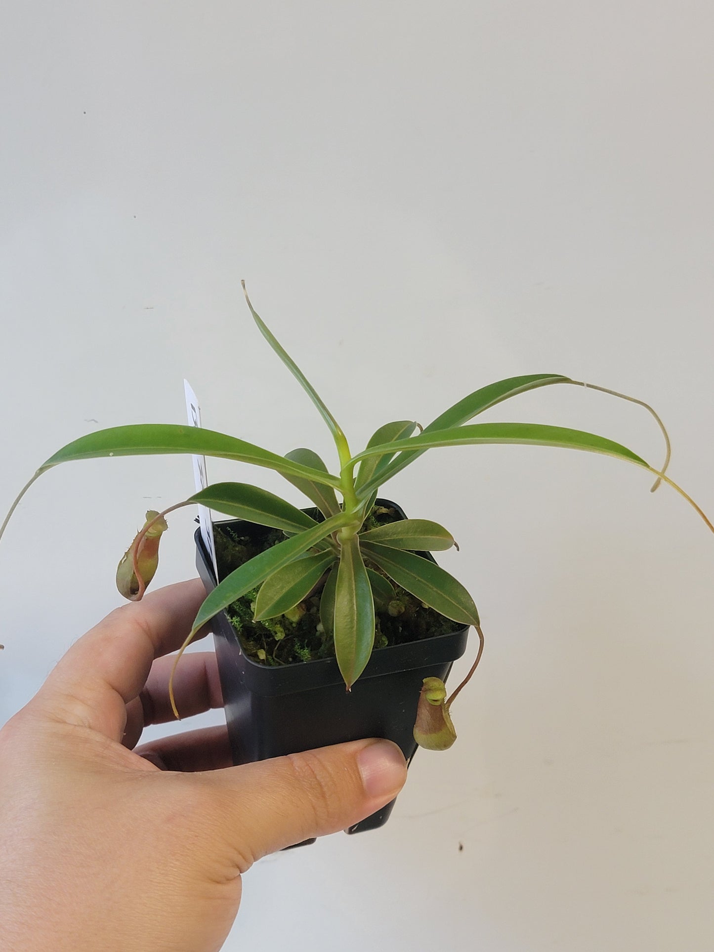 Nepenthes barcelonae BE