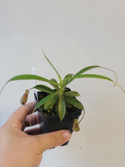 Nepenthes barcelonae BE