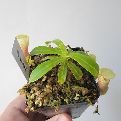 Nepenthes burkei BE