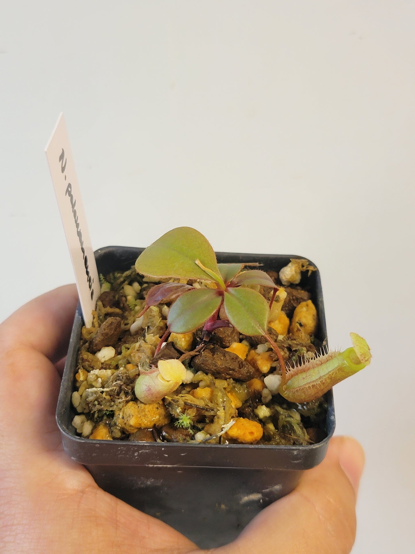 Nepenthes palawanensis BCP