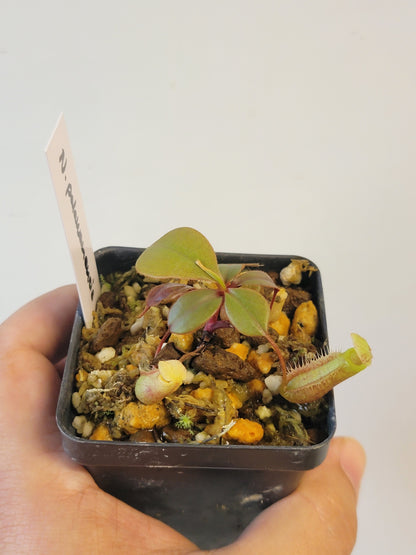 Nepenthes palawanensis BCP