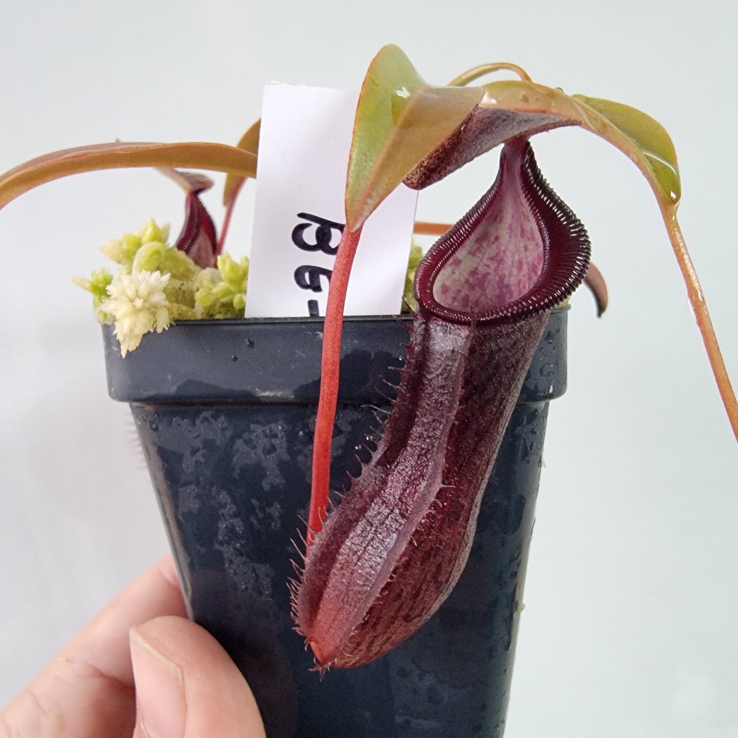 Nepenthes ramispina x singalana BE