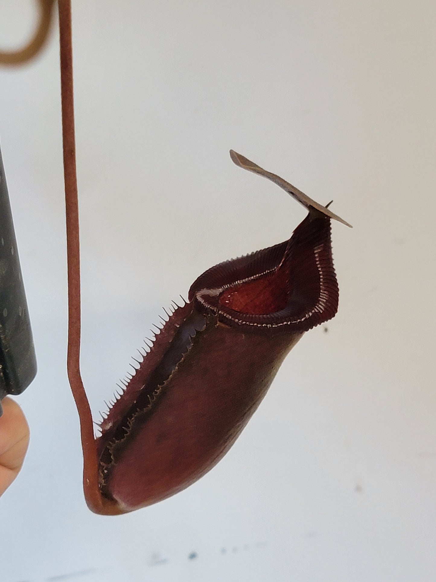 Nepenthes rajah x lowii BE