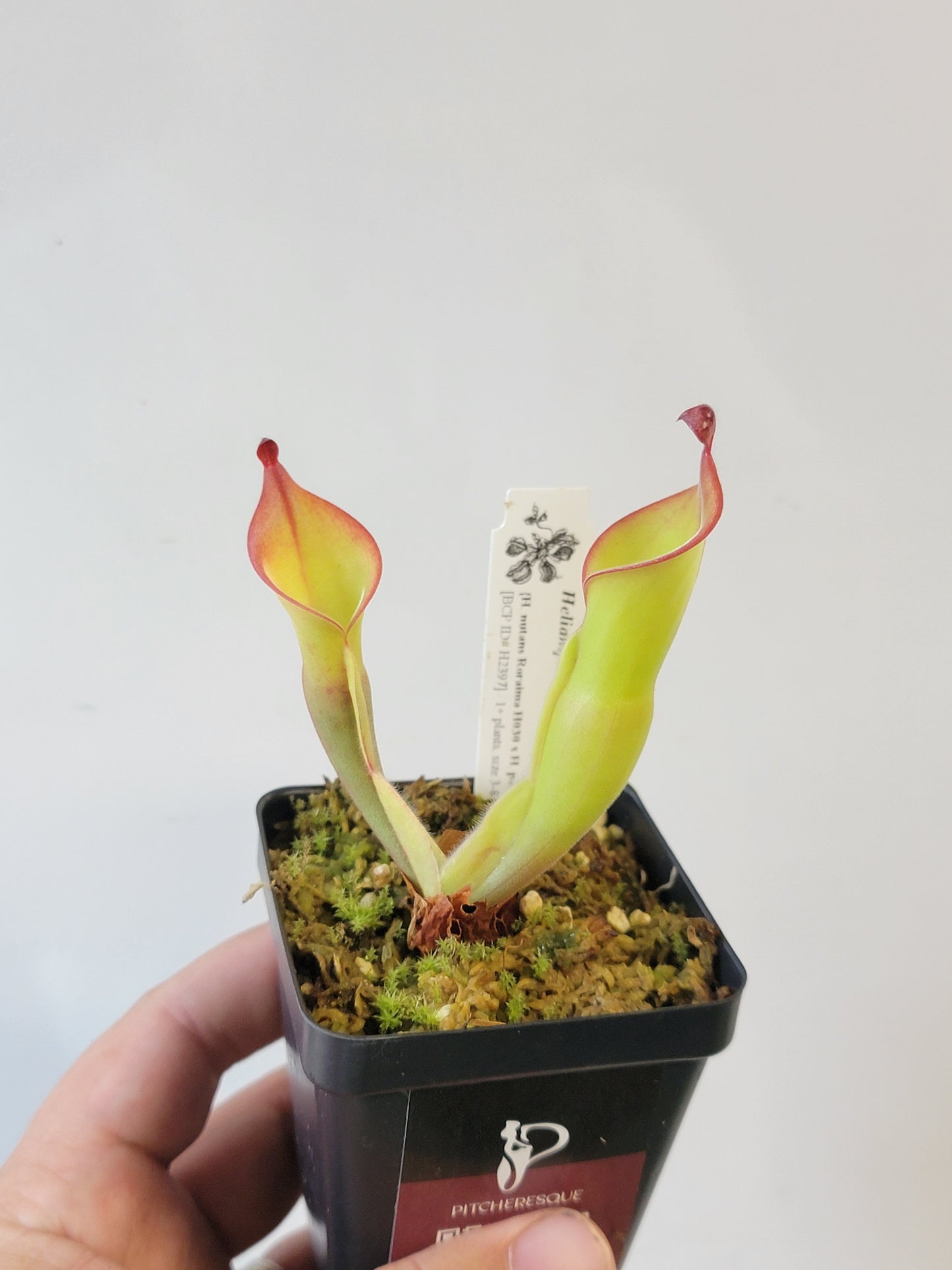 Heliamphora nutans x parva BCP
