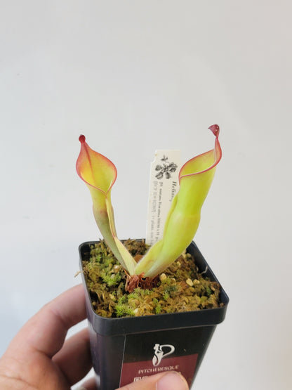 Heliamphora nutans x parva BCP