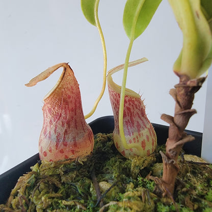 Nepenthes burkei BE *Medium*