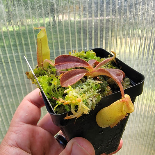 Nepenthes maxima purple wavy leaf BE