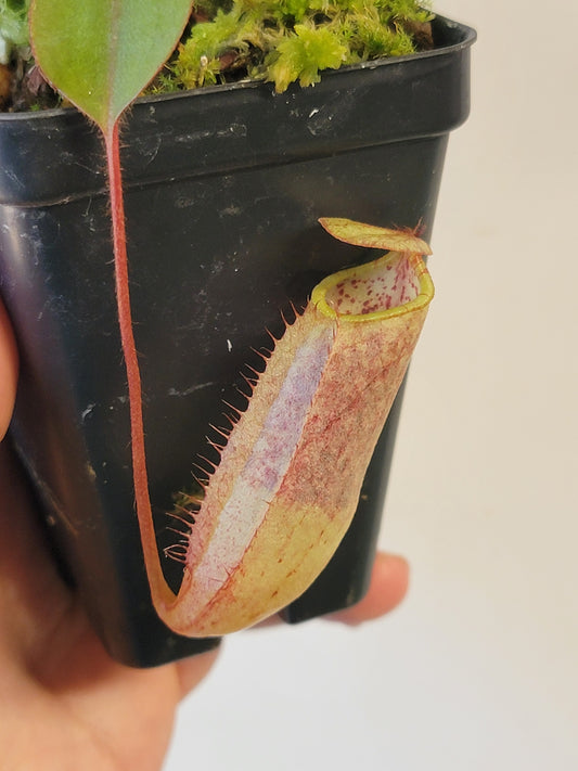 Nepenthes peltata x attenboroughii BE