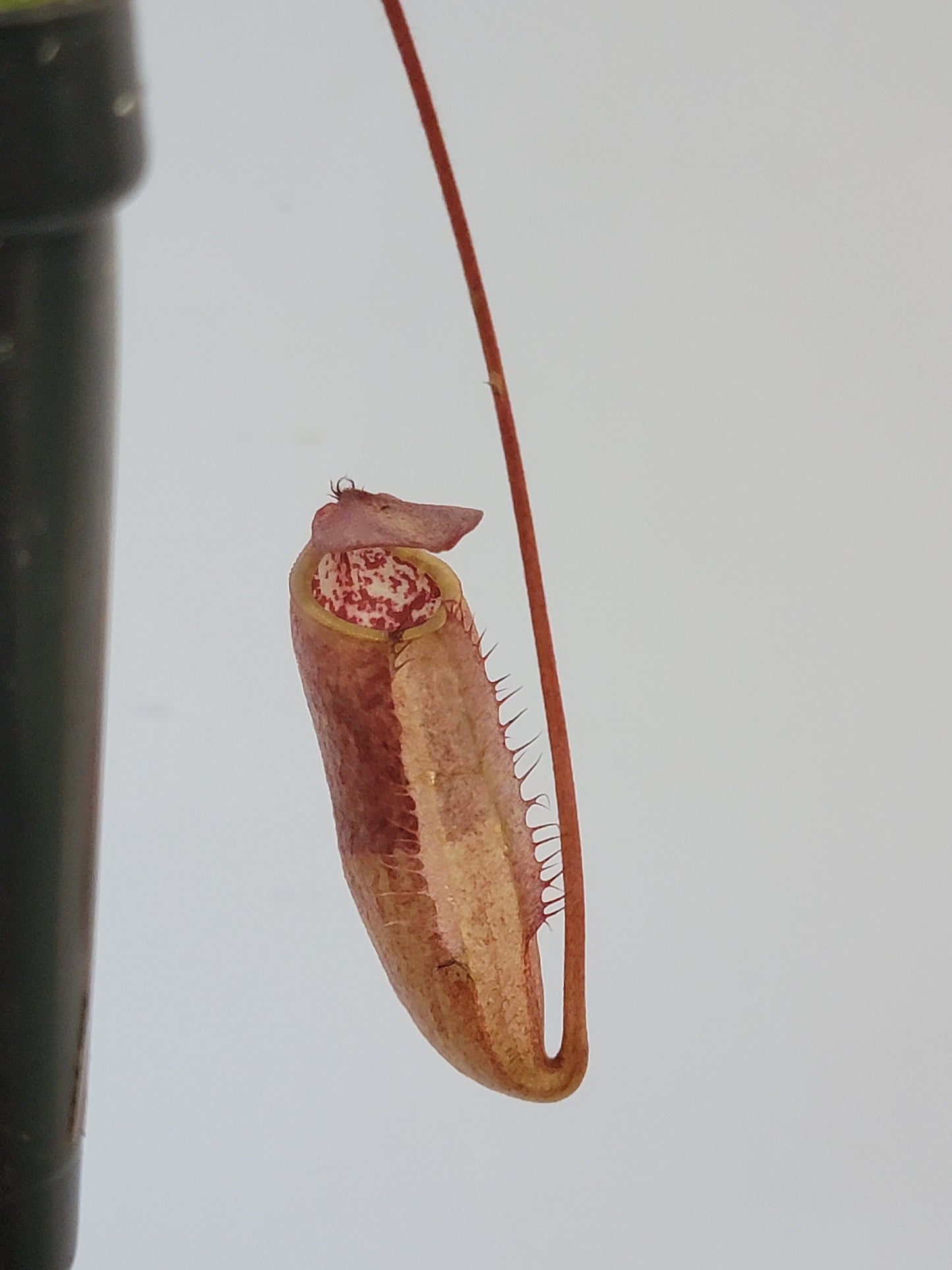 Nepenthes peltata x attenboroughii BE