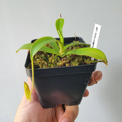Nepenthes talangensis x spectabilis BE