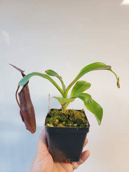 Nepenthes maxima x ramispina BE