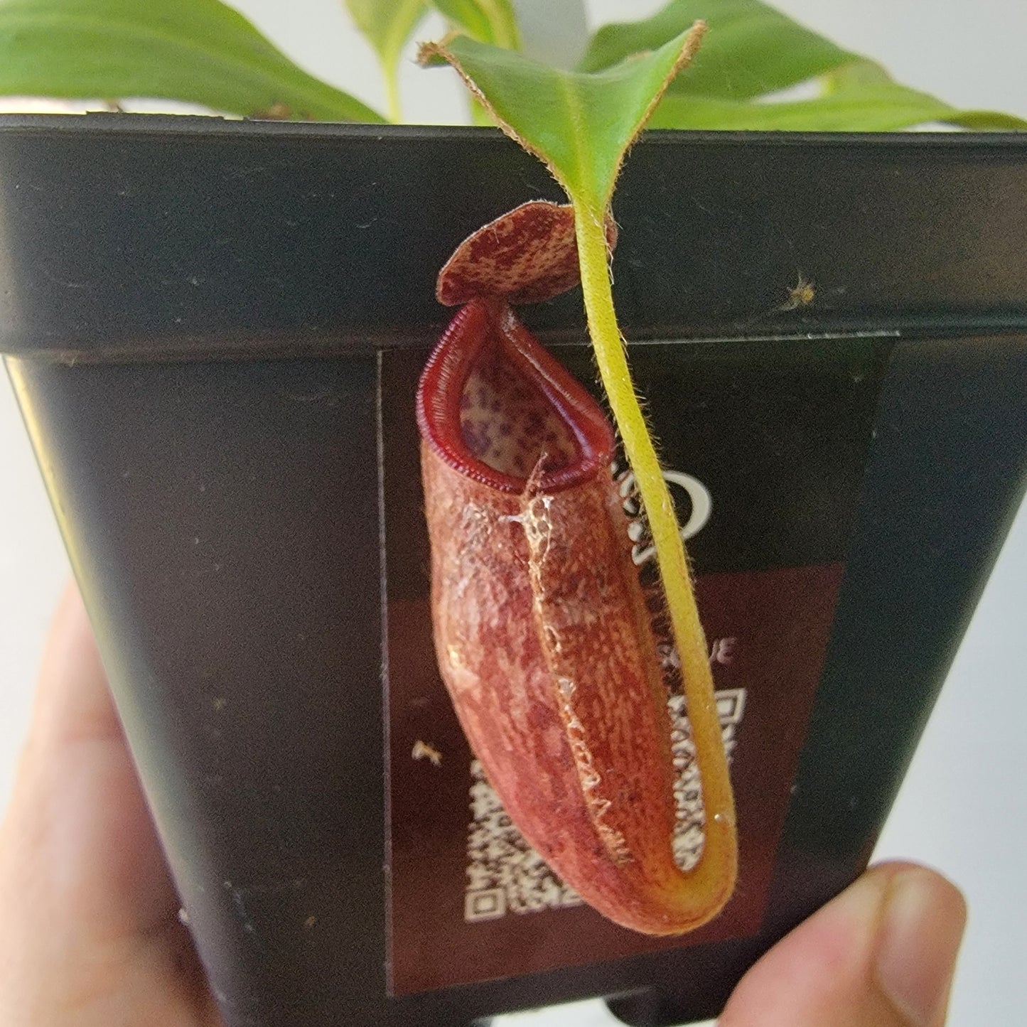 Nepenthes talangensis x glandulifera BE