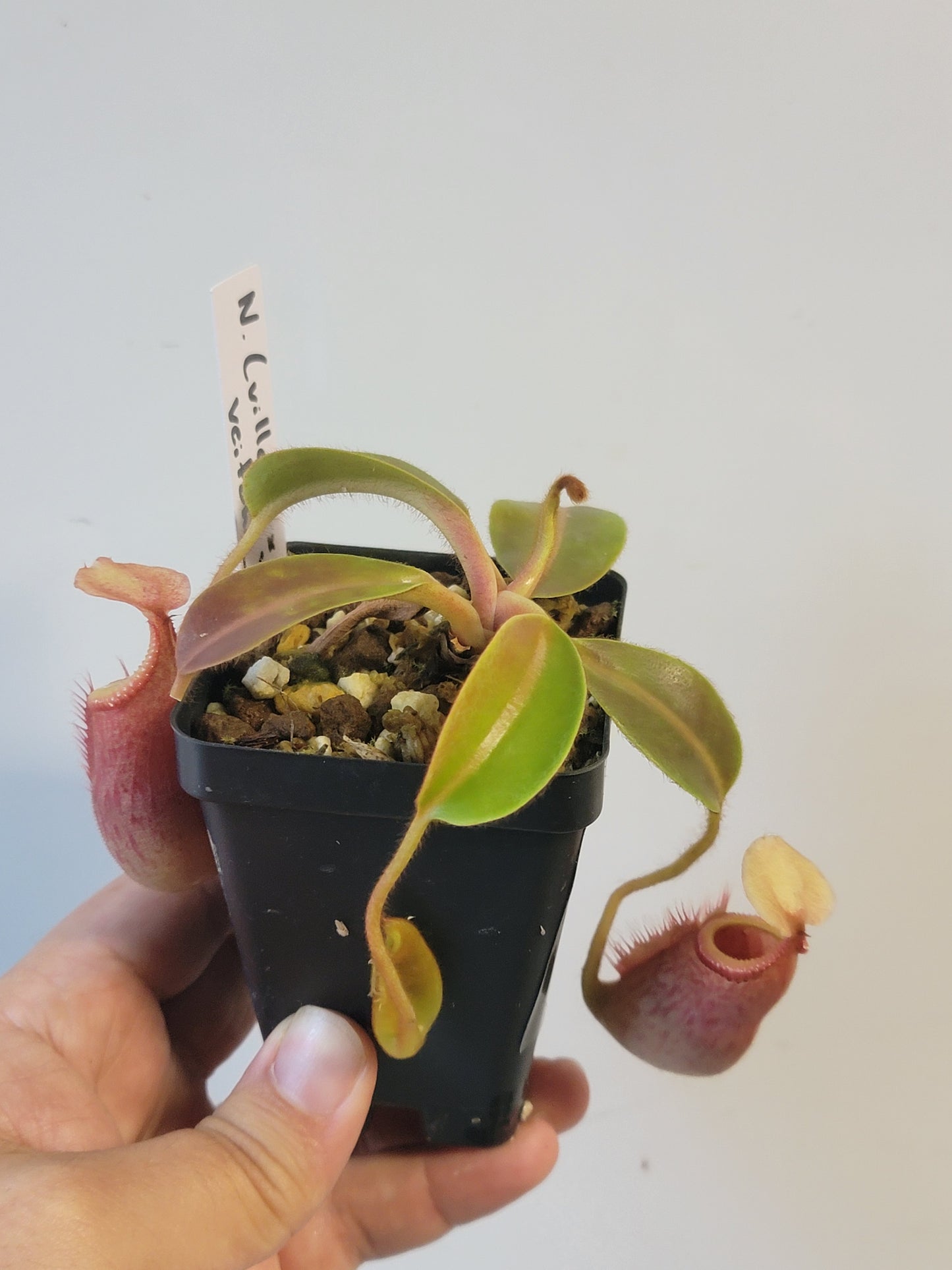 Nepenthes villosa x veitchii (gold peristome) BE