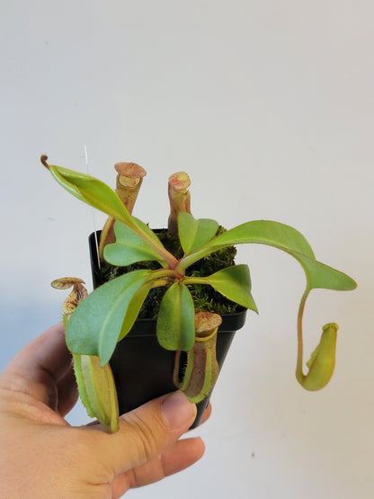 Nepenthes clipeata x lowii x veitchii BE