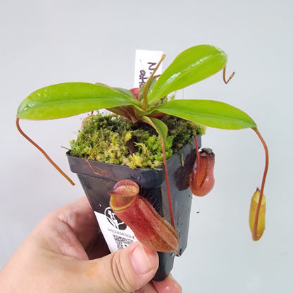 Nepenthes ventricosa x attenboroughii BE