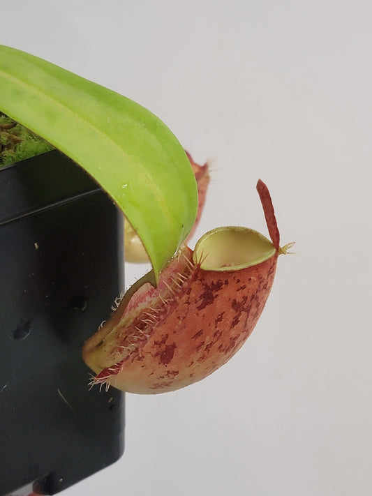 Nepenthes ampullaria 'Lime Twist' BE